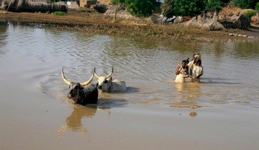 Banjir Landa Nigeria, 98 Orang Tewas